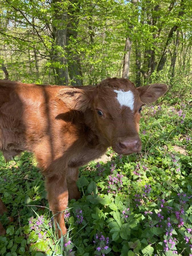 Penzión Uhliská Nemšová Exterior foto